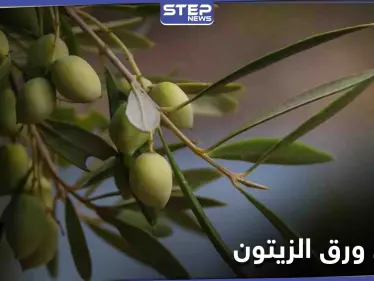 تعرف إلى فوائد ورق الزيتون واستخداماته الطبيعية لعلاج مرض السكري ومضاعفات السُمنة - وكالة ستيب نيوز