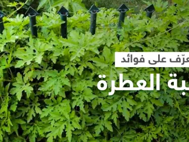 تعرف على فوائد عشبة العطرة لعلاج الالتهابات والتخلص من السموم وأعراضها الجانبية - وكالة ستيب نيوز