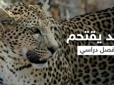 بالفيديو|| بطريقة متوحشة فهد يقتحم فصل دراسي ويكشر عن أنيابه ويثير الذعر بين الطلاب ويصيب أحدهم بجروح - وكالة ستيب نيوز