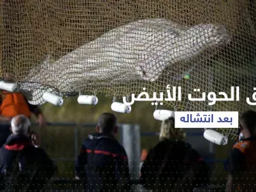 بالفيديو || نفوق الحوت الأبيض بعد انتشاله من نهر السين - وكالة ستيب نيوز