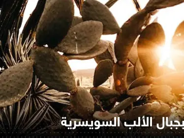 صحيفة: العثور على نبتة تنذر بكارثة مناخية على جبال الألب السويسرية - وكالة ستيب نيوز