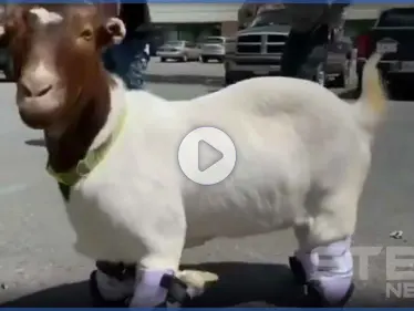 بالفيديو|| شاهد كيف مشت بواسطة أطراف صناعية لأول مرة بعد 5 سنوات.. عائلة أمريكية تعالج "ماعز" - وكالة ستيب نيوز