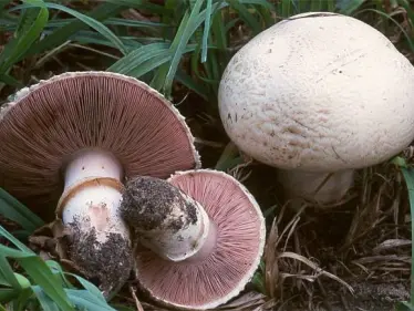 وفاة امرأة وإصابة آخرين جرّاء تناول الفطر السام بمدينة طرطوس، والتفاصيل!! - وكالة ستيب نيوز