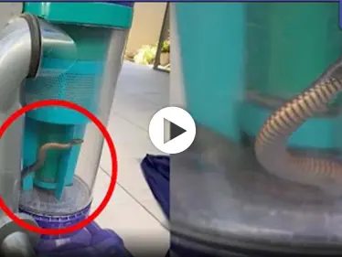 بالفيديو||سيدة استرالية تواجه ثعباناً ساماً وتتخلص منه بطريقة ذكية - وكالة ستيب نيوز