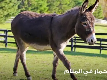 رؤية حمار في المنام ودلالة تغير أحواله في المنام عند المعبرين - وكالة ستيب نيوز