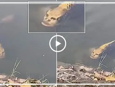 شاهد بالفيديو|| سمكة بوجه ذو ملامح إنسانية تثير استغراب العالم - وكالة ستيب نيوز