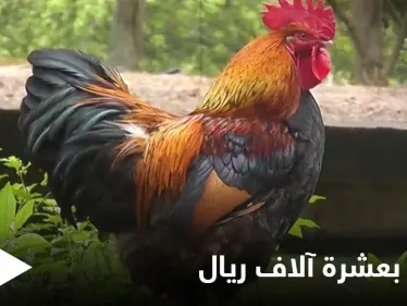 الدجاجة الثمينة.. وصل سعرها 10 آلاف ريال في مكة ومصادر تكشف الأسباب - وكالة ستيب نيوز