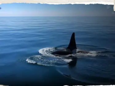 بعد القرش بمصر.. حوت قاتل نادر يظهر على سواحل دولة خليجية - وكالة ستيب نيوز