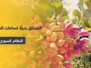 النظام السوري يستولي على محاصيل الفستق الحلبي بـ كفرزيتا وجنوبي إدلب.. مليارات الليرات ستذهب لأسر قتلاه! - وكالة ستيب نيوز