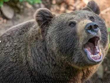 شاهد|| هرب من قفص الشحن.. دب يثير الهلع بين المسافرين على متن طائرة عراقية - وكالة ستيب نيوز