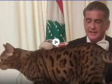 بالفيديو|| هرّة تقتحم مؤتمر صحفي لنائب لبناني سابق.. وردة فعل الأخير لافتة - وكالة ستيب نيوز