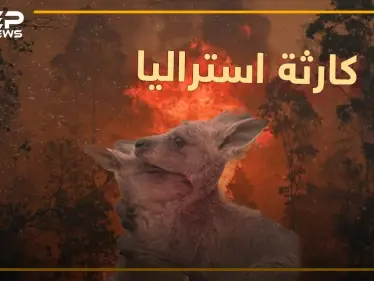 نصف مليار كائن اختفى من الكوكب بسبب حرائق استراليا.. - وكالة ستيب نيوز