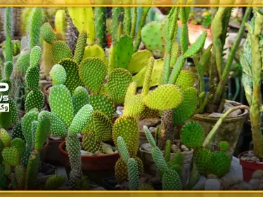 11 نوع من أنواع الصبار المنزلي .. لاتتطلب مجهود للعناية بها - وكالة ستيب نيوز