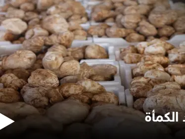 الكمأة.. فوائد صحية عديدة في ثمرة نادرة - وكالة ستيب نيوز