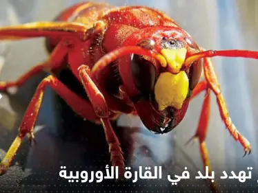 الدبابير "تهدد" دولة في القارة الأوروبية بالغزو أواخر هذا الصيف.. وخبراء يحذرون - وكالة ستيب نيوز