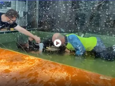 بالفيديو|| لحظات تحبس الأنفاس لإنقاذ مدربة حيوانات من فكي تمساح أمسكها وأسقطها في الماء محاولاً افتراسها - وكالة ستيب نيوز