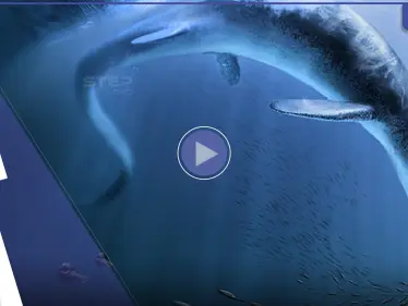 شاهد|| أول عملاق على وجه الأرض.. زاحف ضخم جاب كوكبنا قبل ملايين السنين - وكالة ستيب نيوز