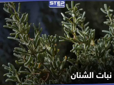 نبات الشنان صيدلية تقدمها لنا الطبيعة - وكالة ستيب نيوز