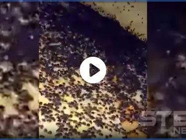 بالفيديو|| هجوم حشرات غريبة على منطقة سعودية بشكلٍ مفاجئ أثار خوف الأهالي والسلطات تتحرك - وكالة ستيب نيوز