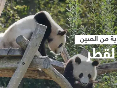 بالفيديو|| هدية فريدة من نوعها تقدمها الصين لقطر بمناسبة كأس العالم - وكالة ستيب نيوز