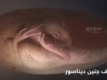 اكتشاف جنين ديناصور يتحضر للفقس على طريقة الطيور يدهش العلماء - وكالة ستيب نيوز