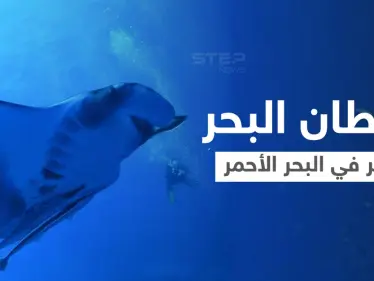 بالفيديو|| غواصو البحر الأحمر يلتقون بـ "شيطان البحر" ويوثقون مشاهد مذهلة في الأعماق - وكالة ستيب نيوز
