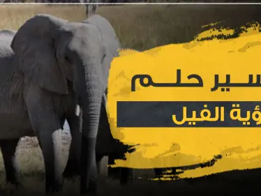 تفسير حلم الفيل بأكثر من 3 رواية وبعدة مواضع - وكالة ستيب نيوز