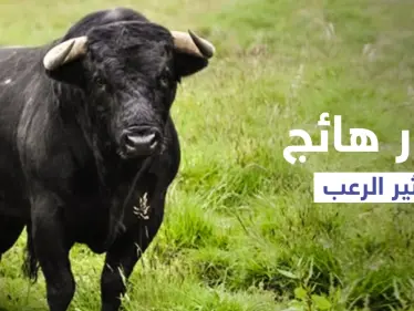 بالفيديو|| مواجهة عنيفة بالأسلحة النارية بين أهالي قرية باكستانية وثور أسود ضخم أثار رعبهم - وكالة ستيب نيوز