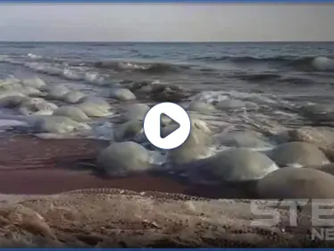 بالفيديو|| قناديل البحر تهاجم الساحل السوري.. ويتسبب بإصابات بالغة لرواده - وكالة ستيب نيوز