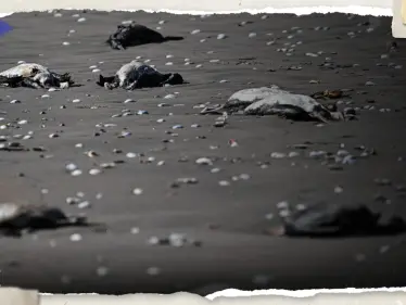 "شيء ما يحدث في البحر".. نفوق آلاف الطيور على شاطئ بحري يثير حيرة العلماء - وكالة ستيب نيوز