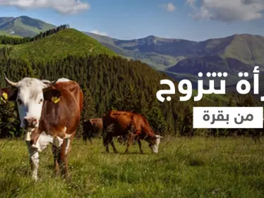 شاهد|| امرأة تزوجت بقرة في زفاف علني لسبب غير متوقع وكتبت وصية مثيرة لأولادها - وكالة ستيب نيوز