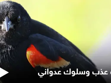 يدافع بشراسة عن أرضه وأنثاه.. عدوانية الشحرور ذو الأجنحة الحمراء رغم صغر حجمه وصوته العذب - وكالة ستيب نيوز