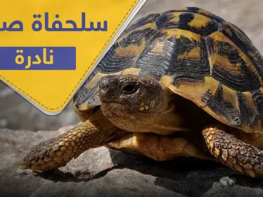 العثور على سلحفاة صفراء "نادرة" في الهند وخبير يكشف سبب لونها (فيديو) - وكالة ستيب نيوز