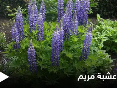 عشبة مريم.. صيدلية تحتوي على أنجح العلاجات وبديلة عن الأدوية الكيميائية - وكالة ستيب نيوز