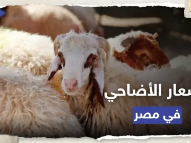مع اقتراب عيد الأضحى.. أسعار الأضاحي في مصر 2023 - وكالة ستيب نيوز