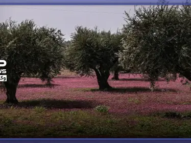 أسابيع قليلة حولّت أكبر ملّاكي الأراضي الزراعية جنوب إدلب لعامل بناء بأجرة زهيدة.. هذه قصة عبدو - وكالة ستيب نيوز