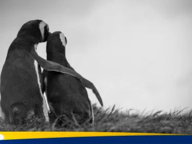 سول تستخدم "بورورو البطريق الصغير" للقاء كيم جونغ أون - وكالة ستيب نيوز