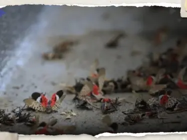 ارتفاع الحرارة في أمريكا يسبب تكاثر حشرات قد تؤدي لـ"كارثة بيئية" - وكالة ستيب نيوز