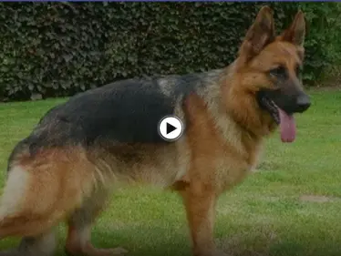 شاهد بالفيديو|| أزمة سير بسبب الكلب البارع في التمثيل.. خدع السائقين على أنه مصاب ثم فر هارباً - وكالة ستيب نيوز