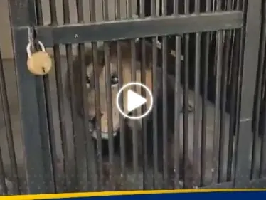 أسد يلتهم رجلاً دخل حظيرته لالتقاط صورة "سيلفي".. وفيديو لمكان الحادث - وكالة ستيب نيوز