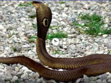 بالفيديو|| أفعى سامة تبعث الخوف في قلب صياد الثعابين أثناء محاولة إخراجها من منزل وتباغته بمفاجأة غير سارة - وكالة ستيب نيوز