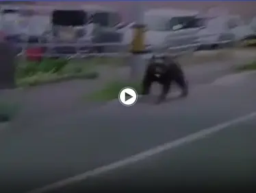 بالفيديو|| دب غاضب يقتحم معسكراً في اليابان ويصيب 4 أشخاص والسلطات تطلق النار عليه - وكالة ستيب نيوز