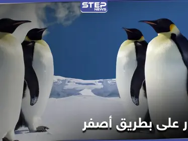 اكتشاف بطريق أصفر فريد من نوعه جنوب المحيط الأطلسي - وكالة ستيب نيوز