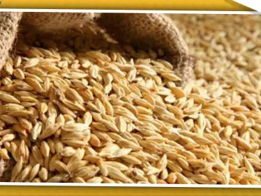 الشعير السوري يحقق وفرًا بـ 30 مليون دولار للأردن - وكالة ستيب نيوز