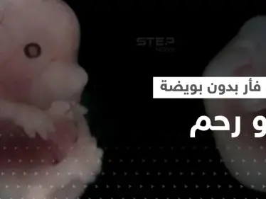 بسابقة علمية.. علماء يطوّرون جنين فأر بقلب نابض في المختبر بدون بويضة أو رحم - وكالة ستيب نيوز