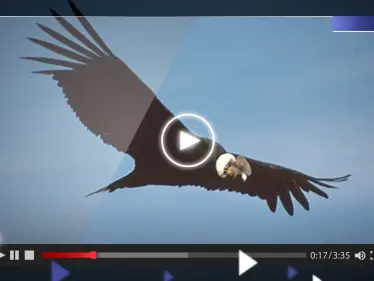 شاهد|| واقعة "صادمة".. طائر ضخم يهاجم طائرة ويضع قائدها بموقف لا يحسد عليه - وكالة ستيب نيوز