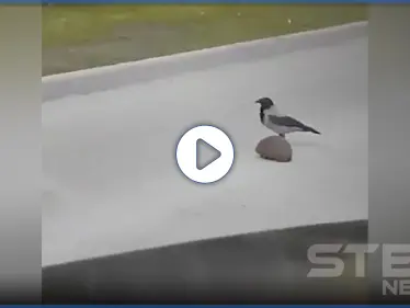 بالفيديو || عمل بطولي.. غراب فائق الذكاء يُنقذ حيوان صغير على طريق عام - وكالة ستيب نيوز