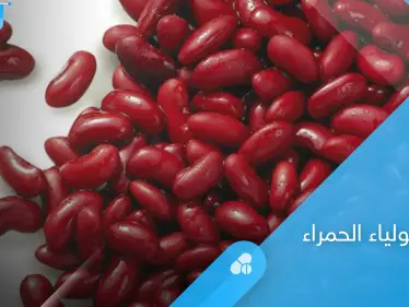 الفاصولياء الحمراء كنز غذائي تعرف على فوائدها للقلب والجهاز الهضمي إليك أهم المعلومات - وكالة ستيب نيوز