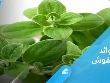 مع اقتراب الشتاء تعرف إلى فوائد البردقوش الصحية - وكالة ستيب نيوز