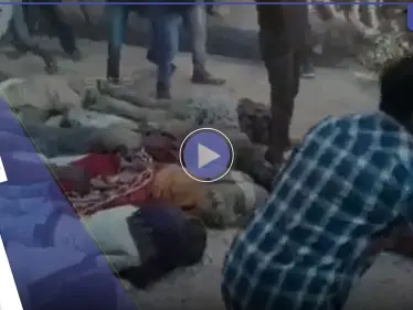 بالفيديو|| الأبقار تدوس على مجموعة هندوس بتقليد ديني يسمى 